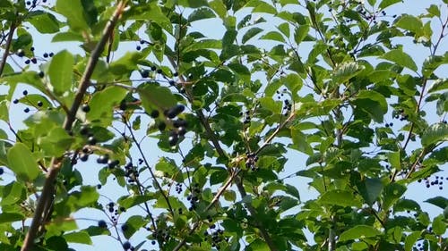 一棵小树上的黑浆果 · 免费素材视频
