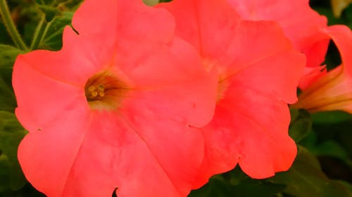 红色花朵的特写视图 · 免费素材视频