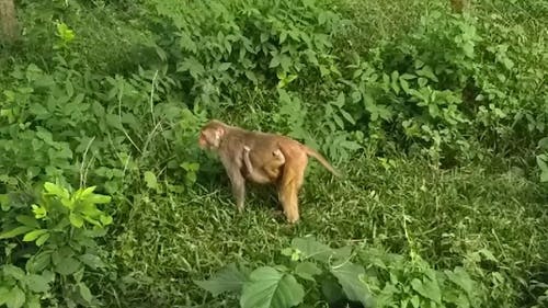 猴子与婴儿寻找食物 · 免费素材视频