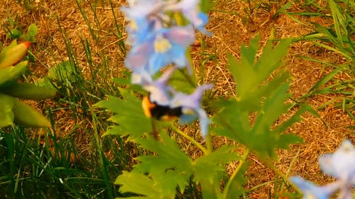惊人的大黄蜂授粉花 · 免费素材视频