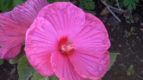 异国情调的美丽的粉红色花朵 · 免费素材视频