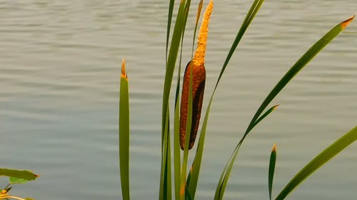 草的特写镜头 · 免费素材视频