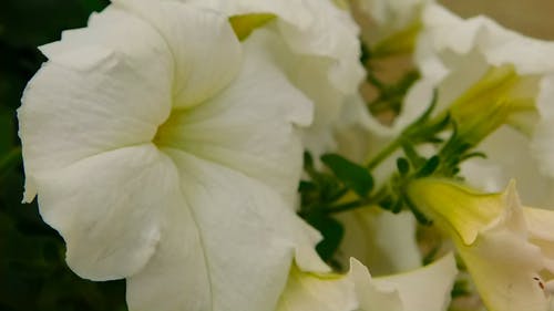 白花作为纯度的标志 · 免费素材视频