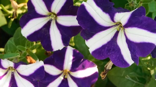 紫色条纹的花 · 免费素材视频