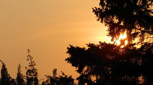通过树叶剪影看到的日落 · 免费素材视频