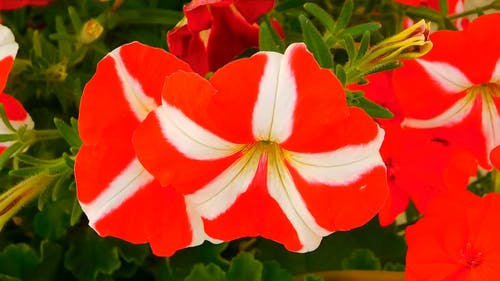 红色花朵白色条纹 · 免费素材视频