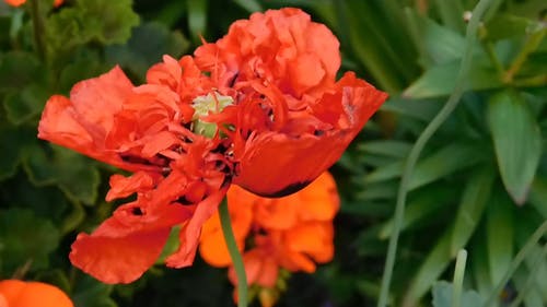 美丽的罂粟绽放 · 免费素材视频