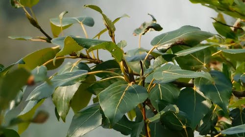 植物近景 · 免费素材视频