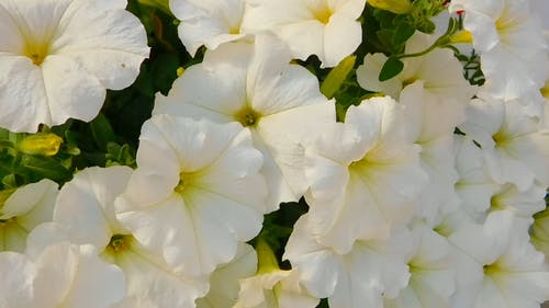 白色花瓣花 · 免费素材视频