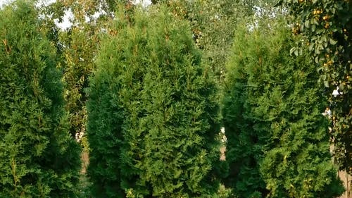 美丽高大的绿树 · 免费素材视频