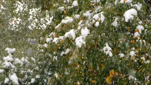 九月的初雪 · 免费素材视频