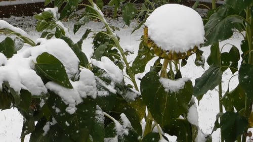 雪盖的花 · 免费素材视频