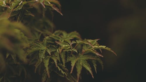 植物的绿色和紫色叶子 · 免费素材视频