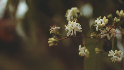 小白花 · 免费素材视频