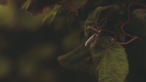 有长花的植物 · 免费素材视频