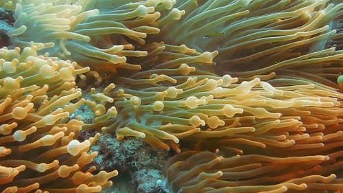 软珊瑚里面的小丑鱼 · 免费素材视频