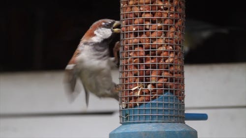栖息在进纸器上的鸟 · 免费素材视频