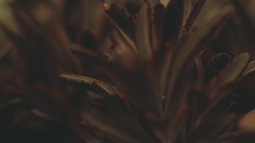 肉质植物的特写 · 免费素材视频