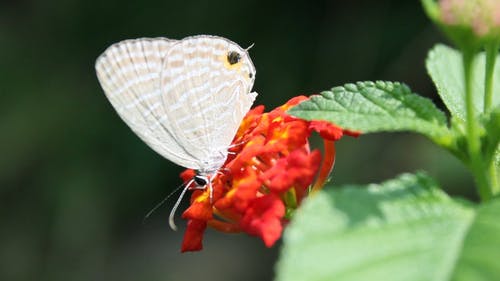 一朵花上美丽的白蝴蝶 · 免费素材视频