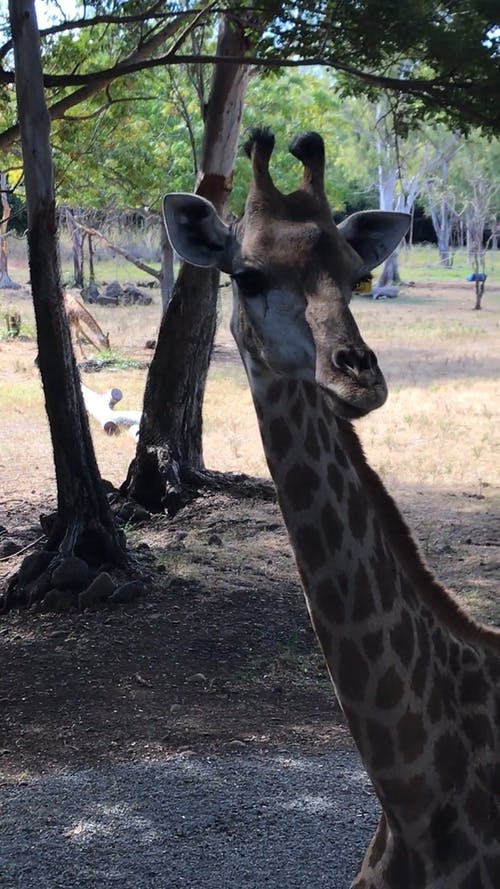 长颈鹿在动物园 · 免费素材视频