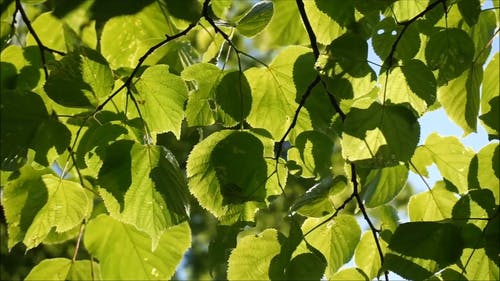 一棵树上的绿叶在大风天 · 免费素材视频
