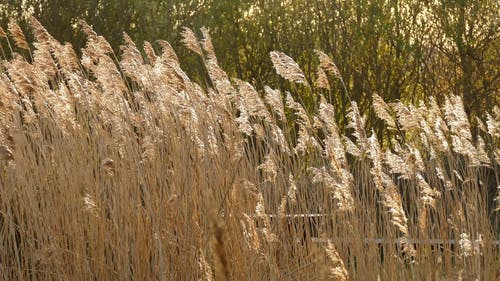 高大的棕色草在刮风的日子 · 免费素材视频