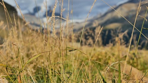 草山 · 免费素材视频