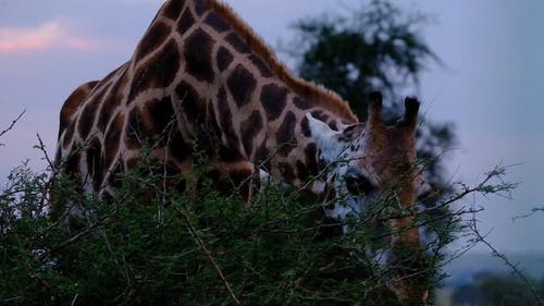 饲喂树叶的长颈鹿 · 免费素材视频