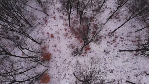 冬季景观鸟瞰图 · 免费素材视频