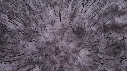 森林与雪的鸟瞰图 · 免费素材视频
