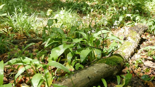 地面上的植物和木材 · 免费素材视频