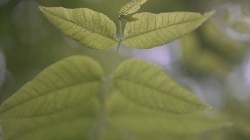 绿色植物 · 免费素材视频