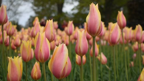 郁金香花园 · 免费素材视频