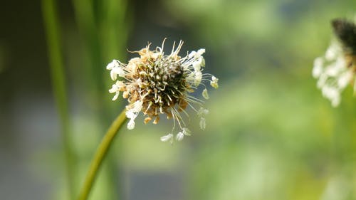 干花 · 免费素材视频