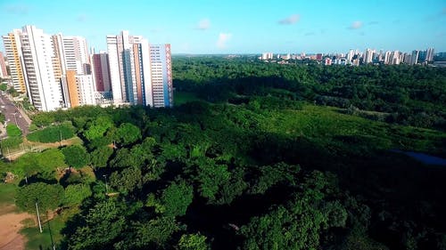 城市之间的绿树 · 免费素材视频