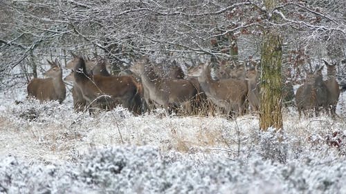 一群在冬天在树林里奔跑的鹿 · 免费素材视频