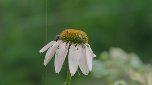 盛开的甲虫花 · 免费素材视频