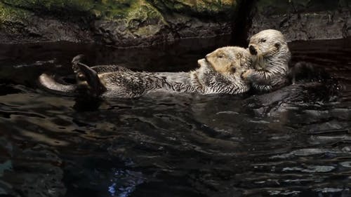 海獭游泳 · 免费素材视频