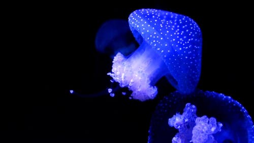 在黑暗的水中发光的水母 · 免费素材视频