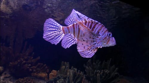 水族馆里的蝎子鱼 · 免费素材视频