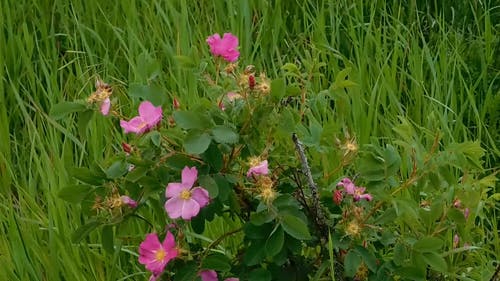 野外的开花植物 · 免费素材视频