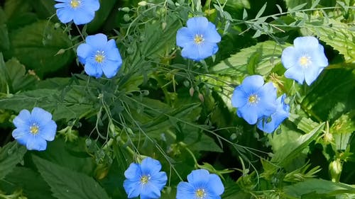 野生蓝亚麻开花 · 免费素材视频