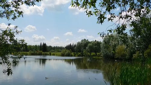 野鸭在湖里游泳 · 免费素材视频