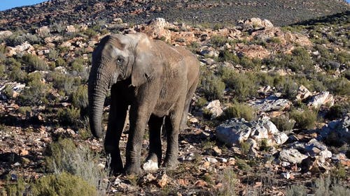 两只大象和一群野山羊在自然栖息地放牧 · 免费素材视频