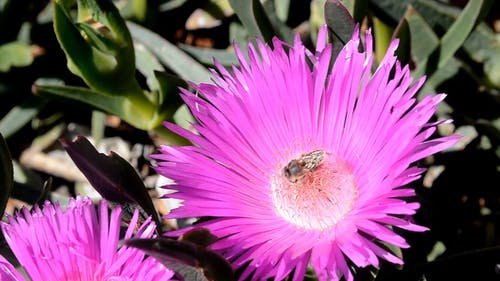 蜜蜂以花蜜为食 · 免费素材视频