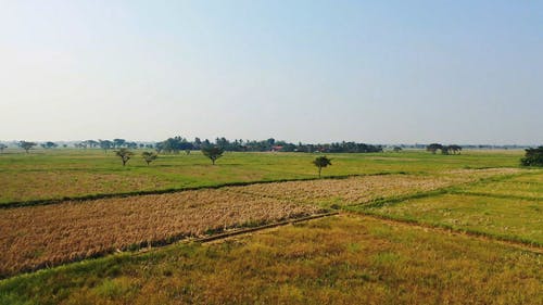 农田的稻田的无人机画面 · 免费素材视频