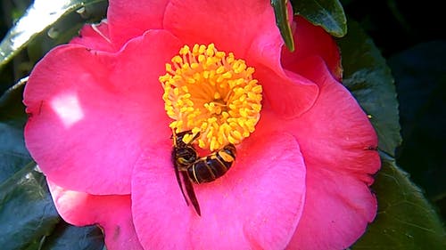 蜜蜂从一朵粉红色的花吮花蜜的特写镜头 · 免费素材视频
