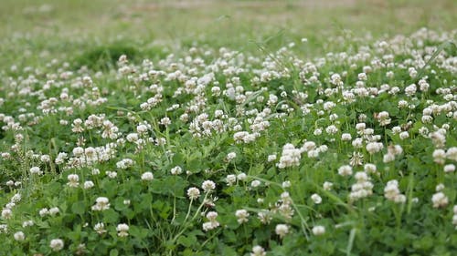 风吹过花坛 · 免费素材视频