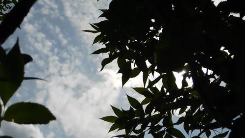 树叶遮荫太阳的光芒 · 免费素材视频