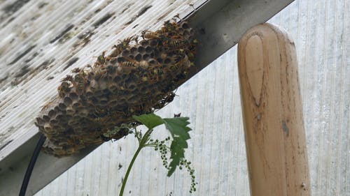 蜂巢在角杆上 · 免费素材视频